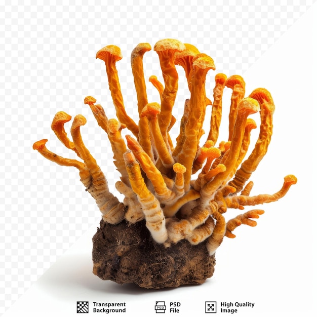 PSD cordyceps militaris mushroom cordyceps fresh fungi for human health cordyceps treatment with adenosine cordycepin using white isolated background