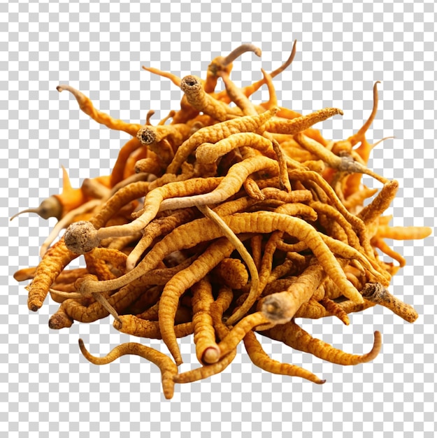 PSD cordyceps sinensis isolated on transparent background