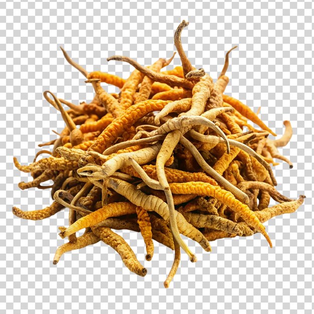 Cordyceps sinensis isolated on transparent background