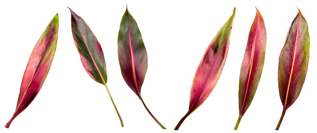 Cordyline leaf cutout