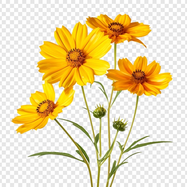 PSD 투명한 배경에 고립된 coreopsis 꽃 png