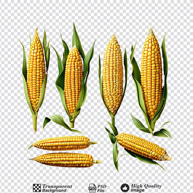 Corn collection isolated on transparent background