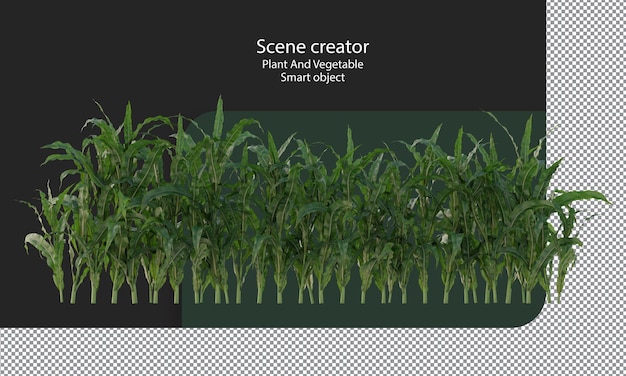 PSD Урожай кукурузы, кукурузное растение, кукурузное поле изолировано, зеленое поле кукурузы