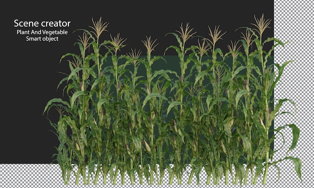 PSD corn crop, corn plant, corn field isolated, a green field of corn clipping path