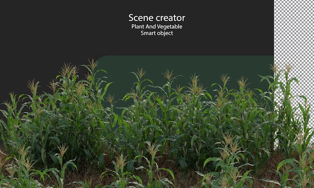 Corn crop, corn plant, corn field isolated, a green field of corn clipping path