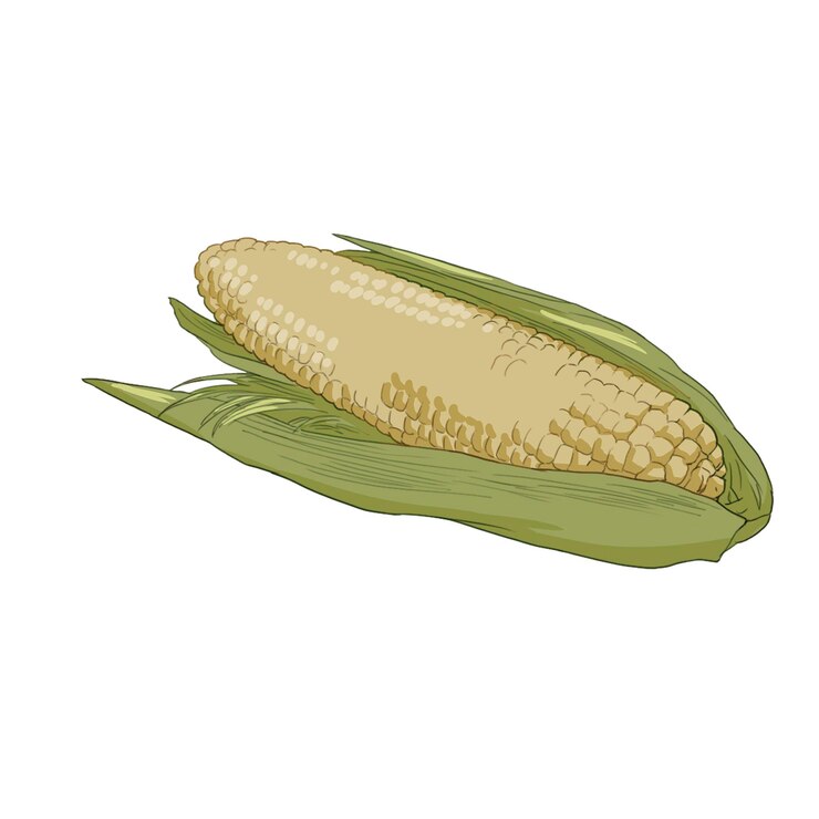 PSD トウモロコシの食料植物のクリエイティブなイラスト