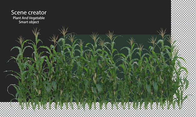 Pianta di mais, raccolto di mais, campo di mais isolato, tracciato di ritaglio del campo di mais agricolo