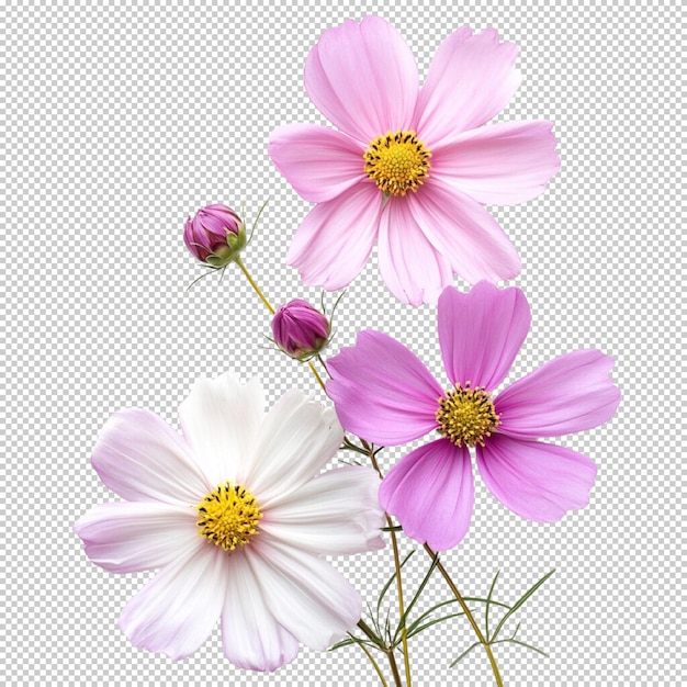 透明な背景に隔離された宇宙の花
