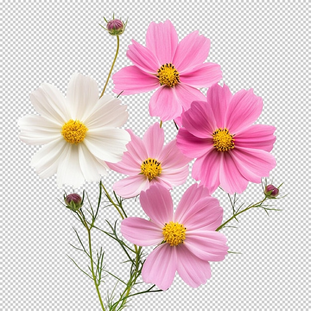 透明な背景に隔離された宇宙の花