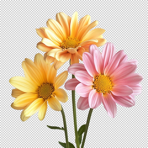 透明な背景に隔離された宇宙の花