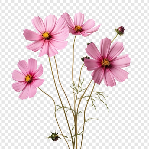 PSD cosmos flower isolated on transparent background