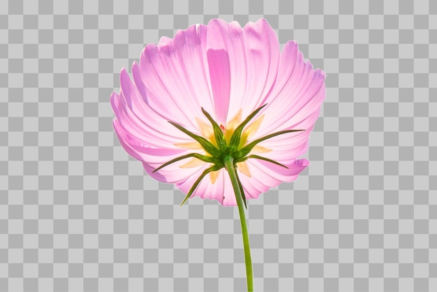 Cosmos flower