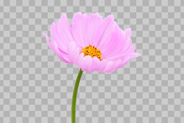 Cosmos flower