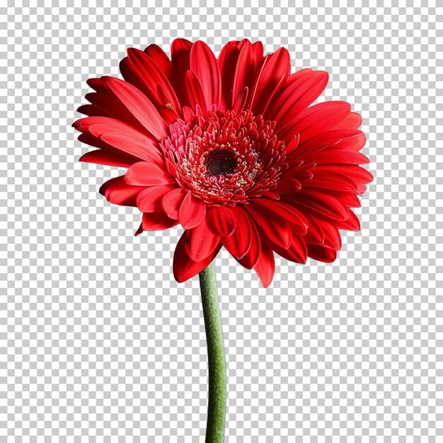 Cosmos oxeye daisy flower blooming isolated on white background