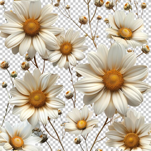 PSD cosmos oxeye daisy flower blooming isolated on white background