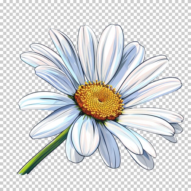 PSD cosmos oxeye daisy flower blooming isolated on white background