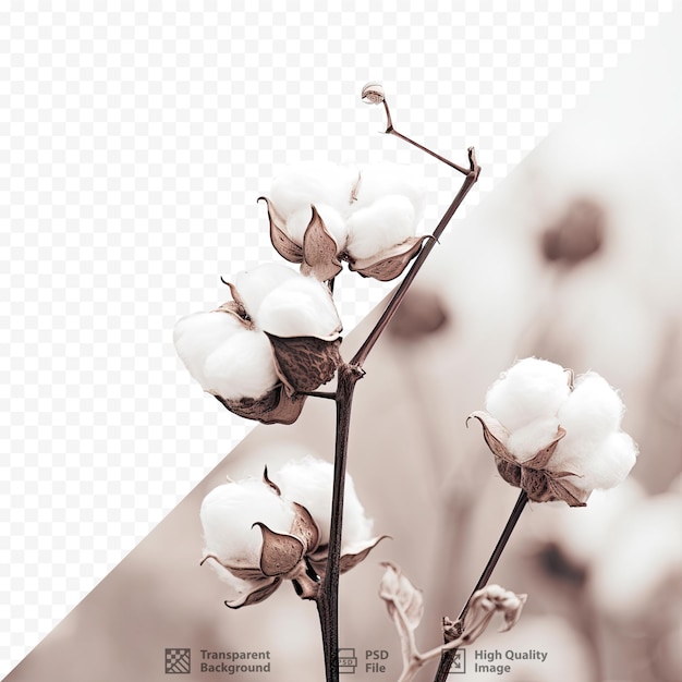 PSD cotton against transparent background monochrome image selective focus decorative poster design photographic idea vintage aesthetic grey pattern backdrop