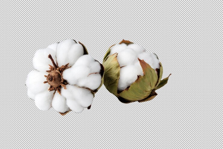 PSD cotton boll harvest fills endless fields