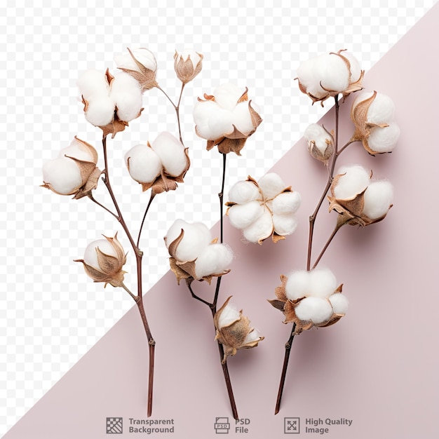 PSD cotton flower branch isolated overhead view on transparent background