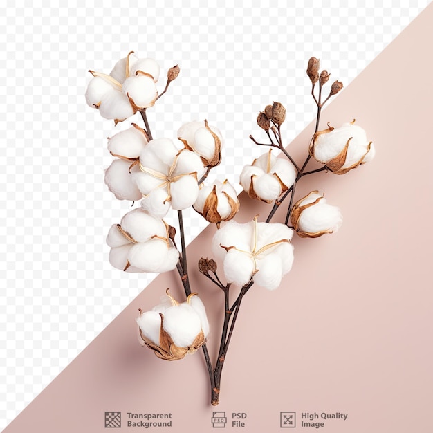 PSD cotton flower branch isolated overhead view on transparent background