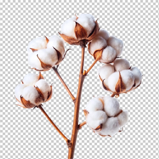 PSD cotton flower branch on transparent background