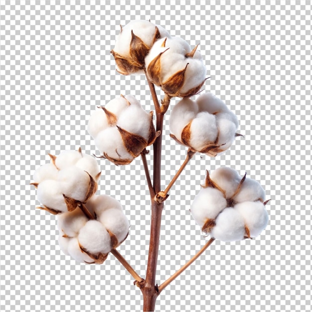 PSD cotton flower branch on transparent background