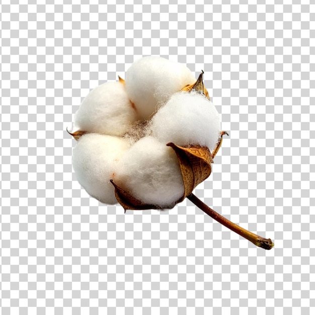 PSD cotton flower isolated on a transparent background