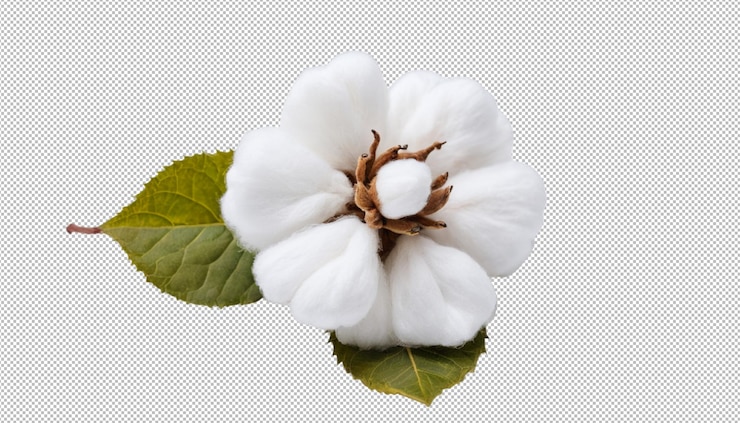 PSD cotton flower nurtures life with grace