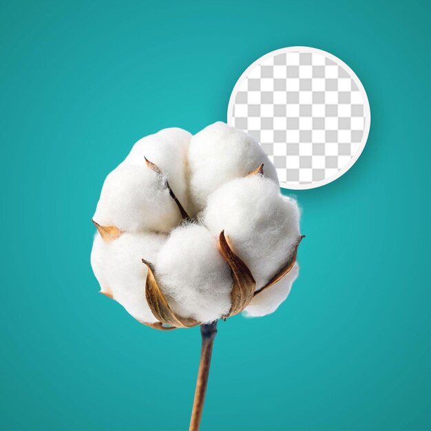 PSD cotton flowers