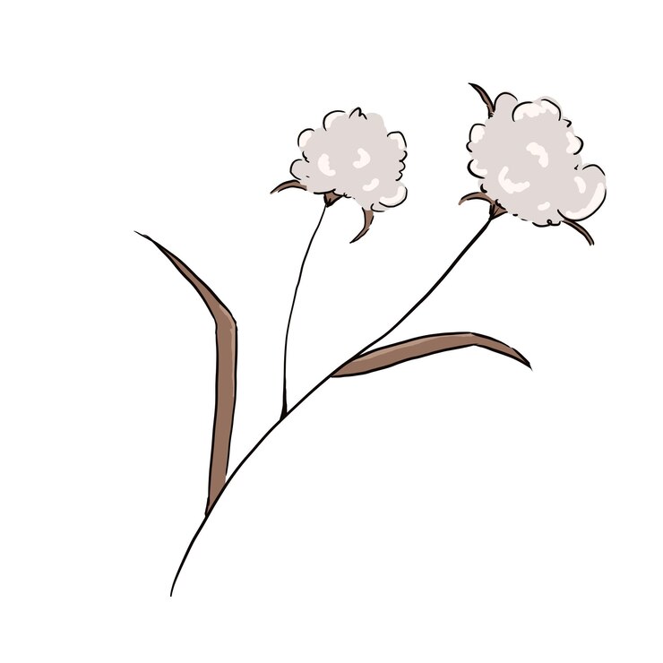 PSD cotton plant twig with leaves illustration