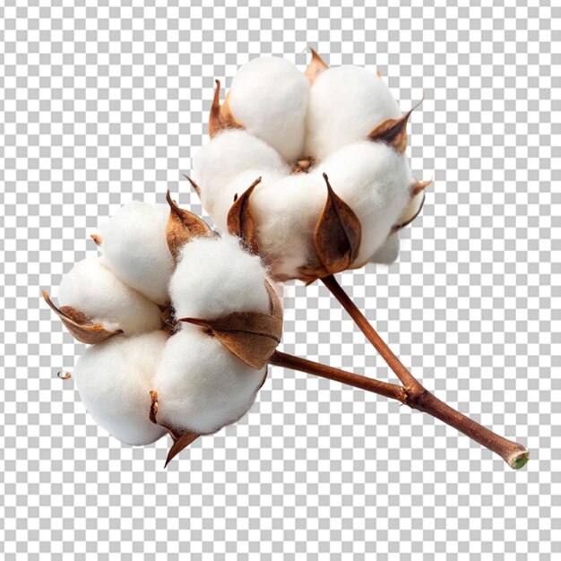 PSD cotton transparent background