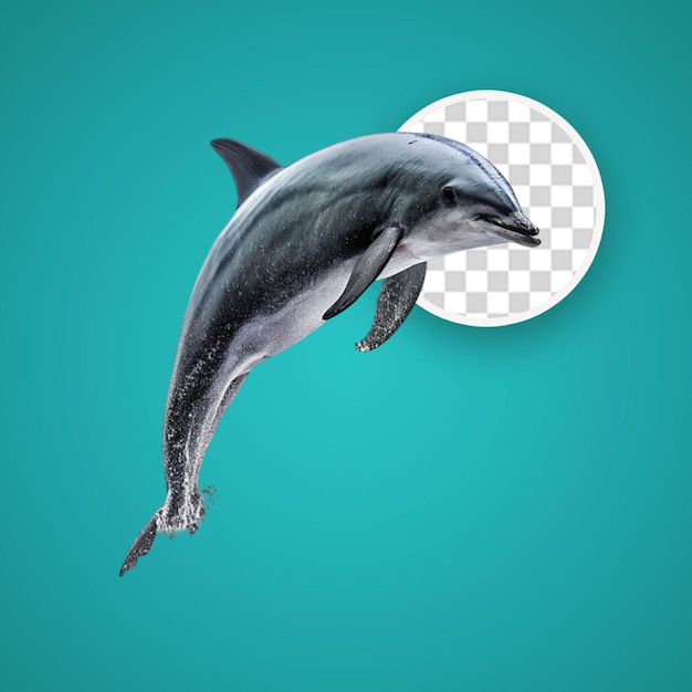 PSD couples dolphin and killer whale set on transparent