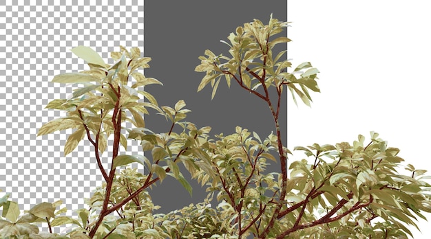코우로피타 구아네시스 (Couropita guanensis) - 투명한 3D 렌더링