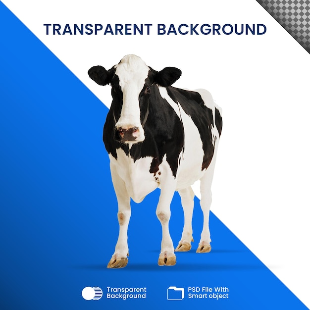 PSD cow transparent