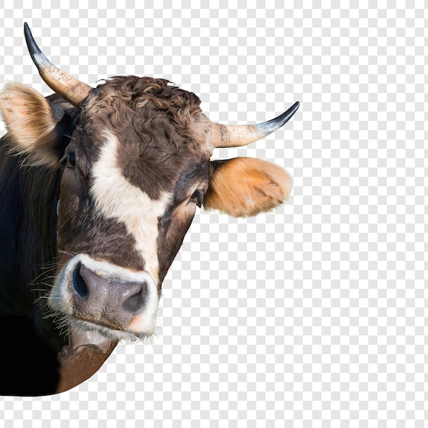 cows head