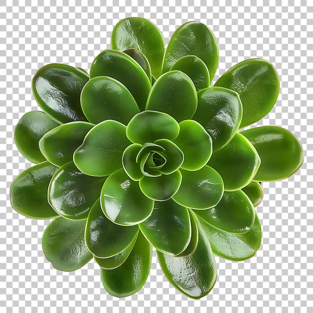 PSD crassula png with transparent background