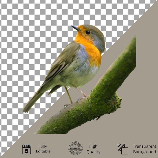 Creatieve Bird PSD-bestanden voor ontwerpers en kunstenaars