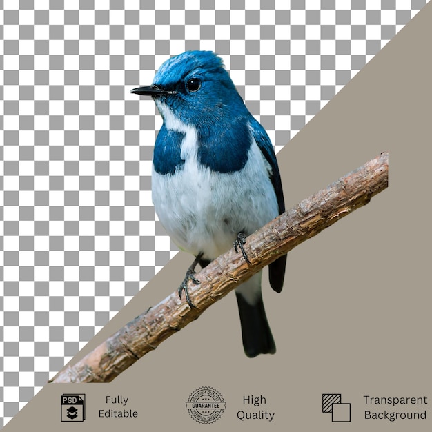 Creatieve Bird PSD-bestanden voor ontwerpers en kunstenaars
