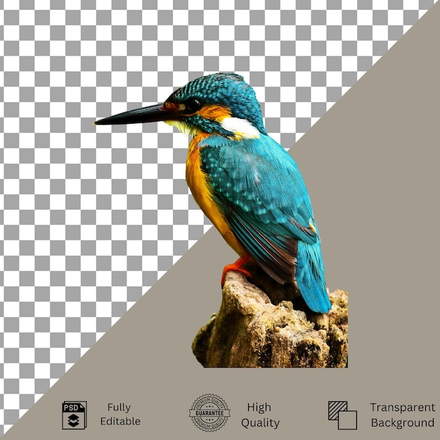 Creatieve Bird PSD-bestanden voor ontwerpers en kunstenaars