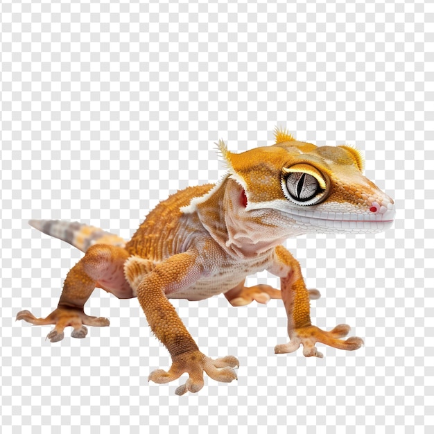 PSD crested geckos huisdier zijbeeld volledig lichaam geïsoleerd op transparante achtergrond psd