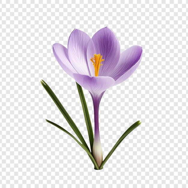 PSD crocus flower png isolated on transparent background