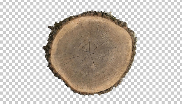 PSD cross section of tree trunk with annual rings isolated on transparent background