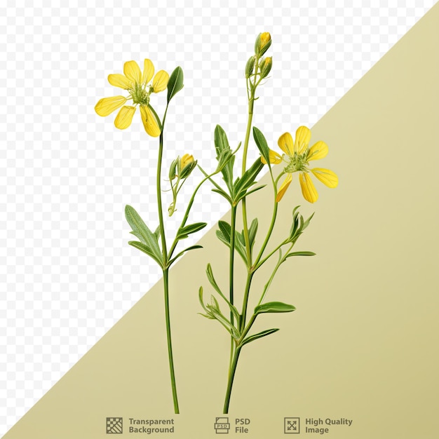 PSD Кроссворты, научно известные как crucianella latifolia, запечатлены на прозрачном фоне.