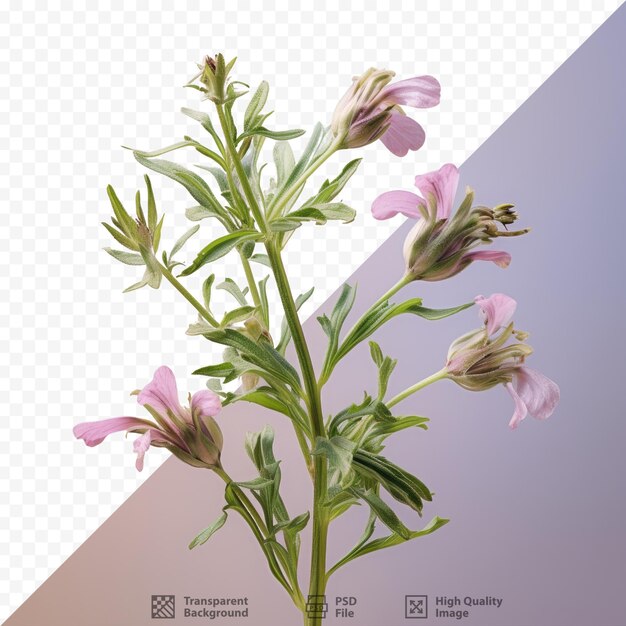 PSD crossworts scientifically known as crucianella latifolia captured against a transparent background