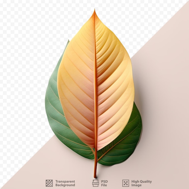 PSD croton leaf on transparent background