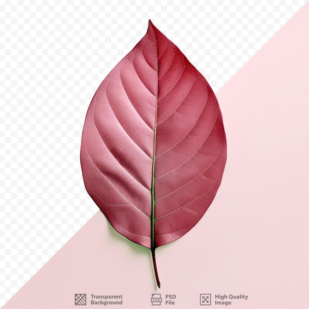 PSD croton leaf on transparent background
