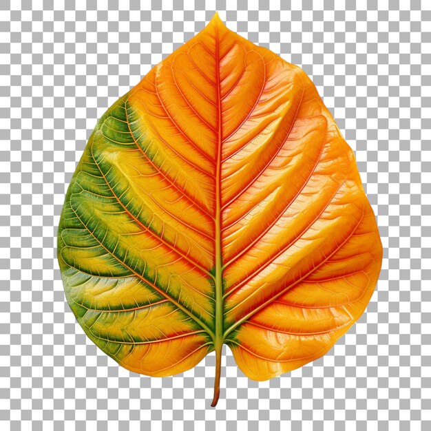 Croton leaf on transparent background