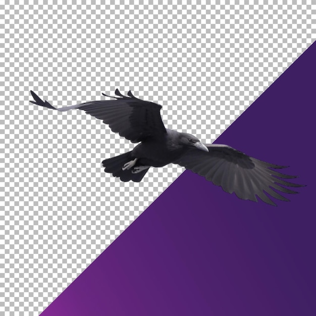 PSD crow no background png