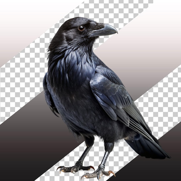 PSD crow on transparent background