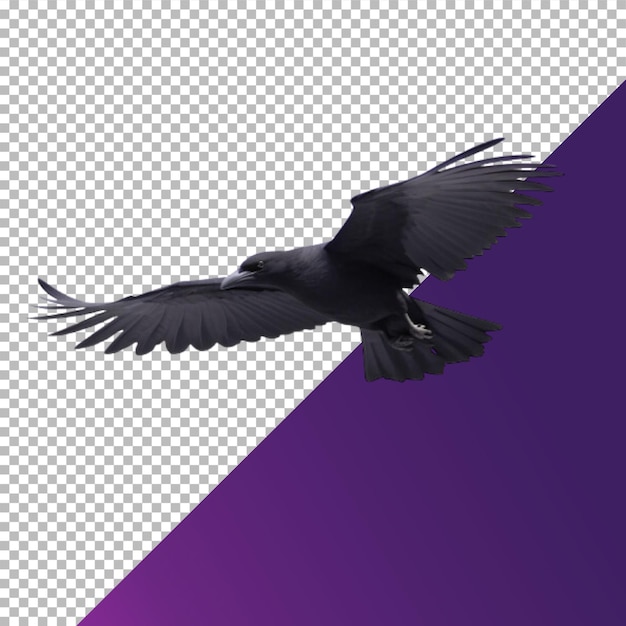 Crow vliegt zonder achtergrond png